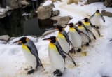 Zoo Curator photograph