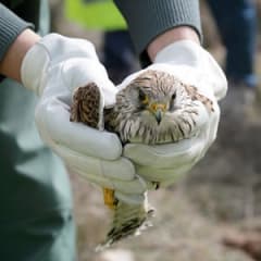 Wildlife Rehabilitator