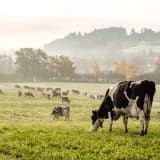 image for Agricultural and Food Science Technician